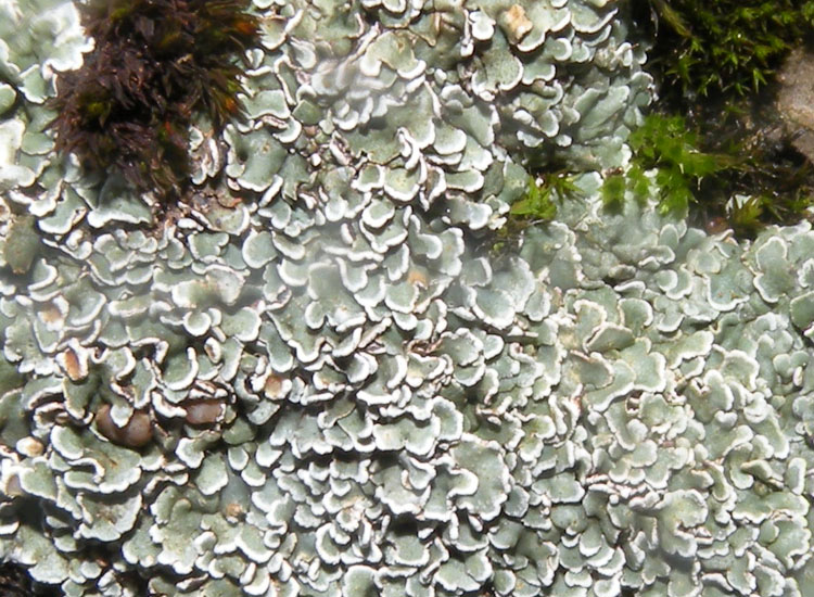 Lichene su roccia gessosa